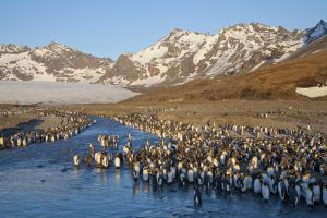 St Andrews Bay, South Geogia Island 101.jpg